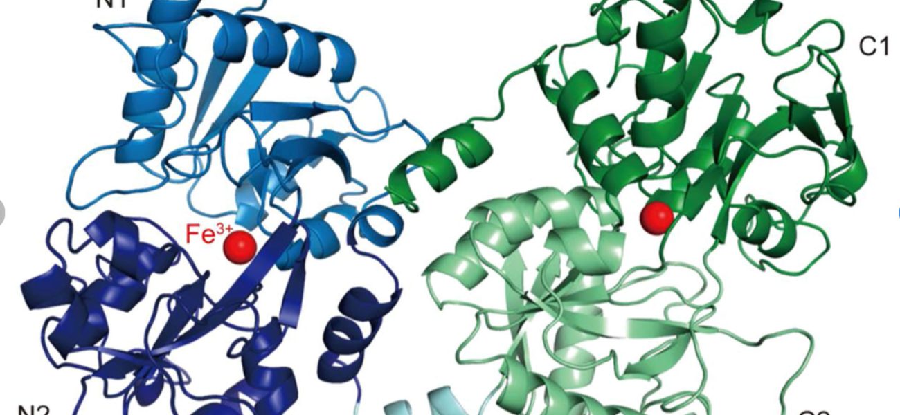 Lactoferrin